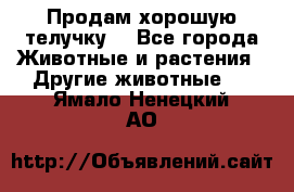 Продам хорошую телучку. - Все города Животные и растения » Другие животные   . Ямало-Ненецкий АО